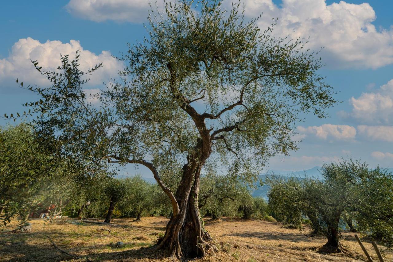 דולצ'אקווה Casetta Maduneta Immersa In Un Oliveto מראה חיצוני תמונה